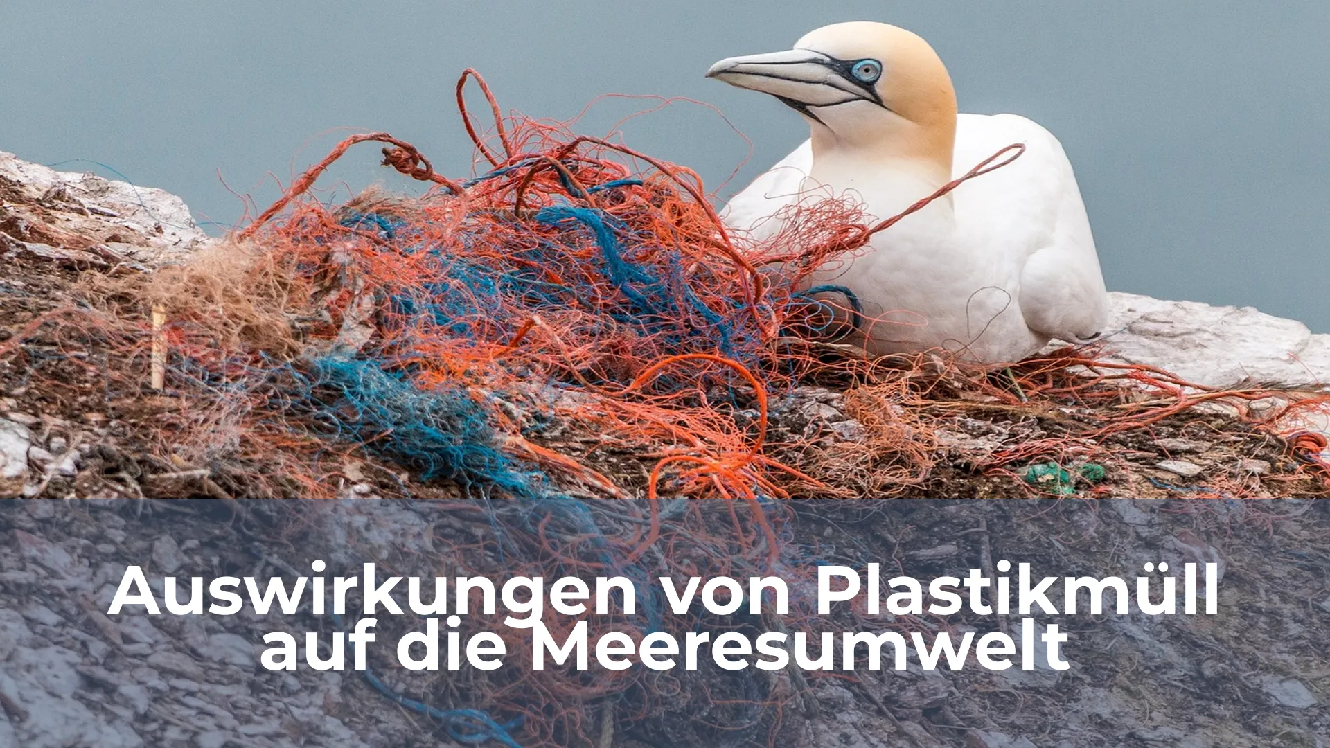 Auswirkungen von plastikmüll auf die meeresumwelt