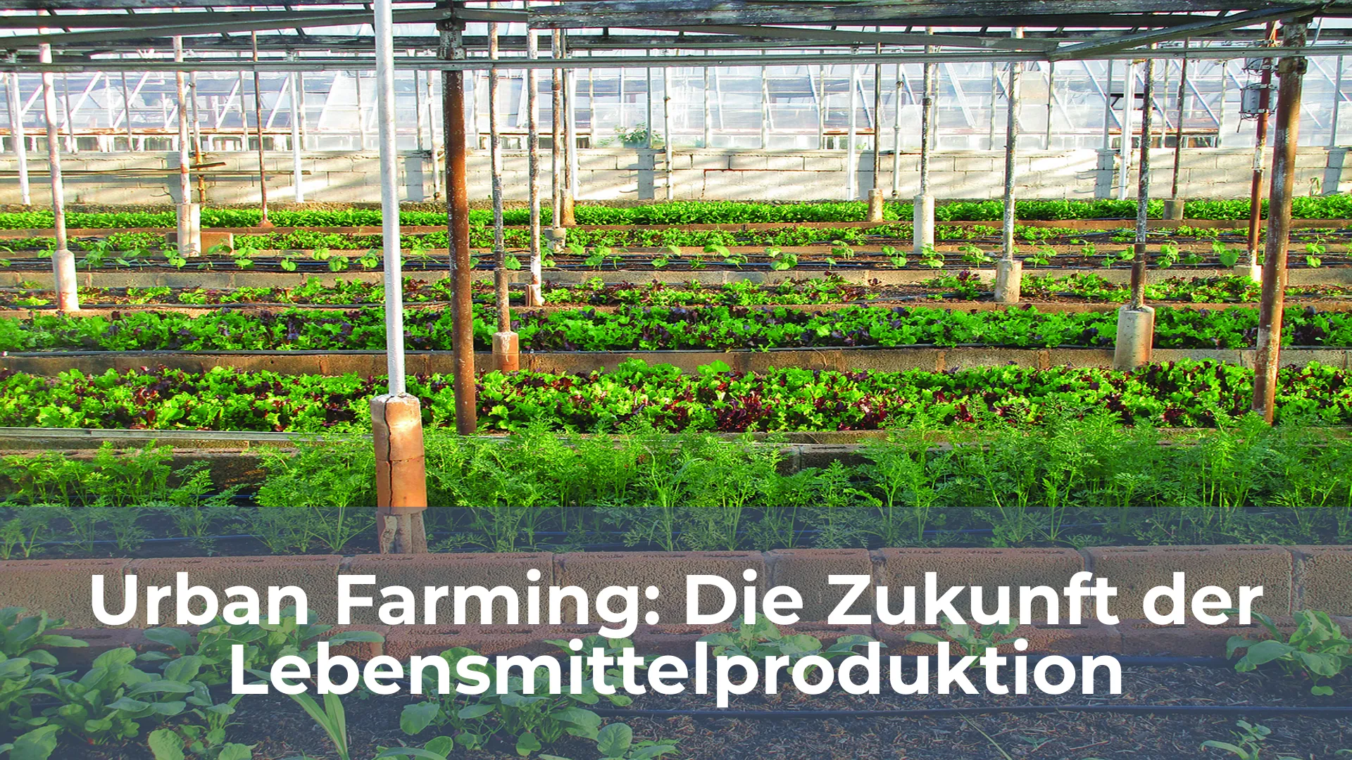 Urban farming die zukunft der lebensmittelproduktion